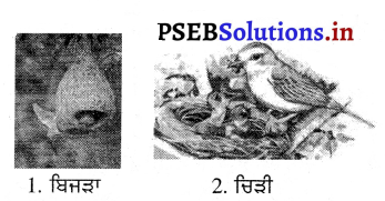 PSEB 3rd Class EVS Solutions Chapter 8 ਪੰਛੀਆਂ ਦੀ ਦੁਨੀਆ 5