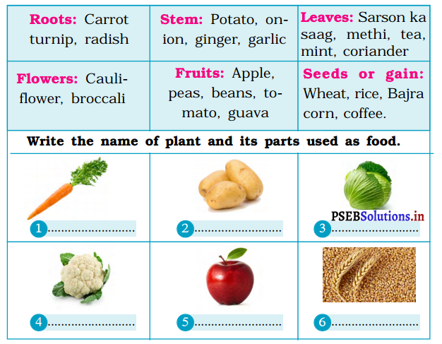 PSEB 3rd Class EVS Solutions Chapter 9 Let us Cook and Eat Food 1