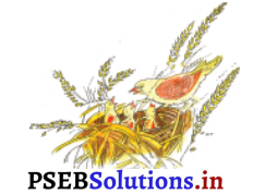 PSEB 3rd Class Hindi Solutions Chapter 2 अपना काम स्वयं करो 1
