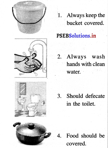 PSEB 3rd Class Welcome Life Solutions Chapter 1 Our Food and Water 2