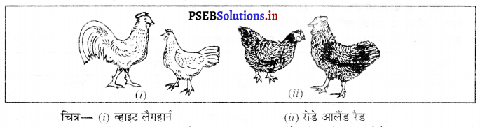 PSEB 9th Class Science Important Questions Chapter 15 खाद्य संसाधनों में सुधार 2