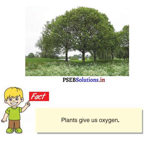 PSEB 3rd Class English Solutions Chapter 2 Visit to A Park 15