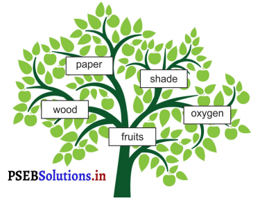 PSEB 3rd Class English Solutions Chapter 3 Trees 9