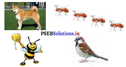 PSEB 3rd Class Punjabi Solutions Chapter 4 ਦੀਪੂ ਨੇ ਛੁੱਟੀ ਲਈ 1